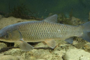 Biała amur jest głównym przedstawicielem ryb karpiowych